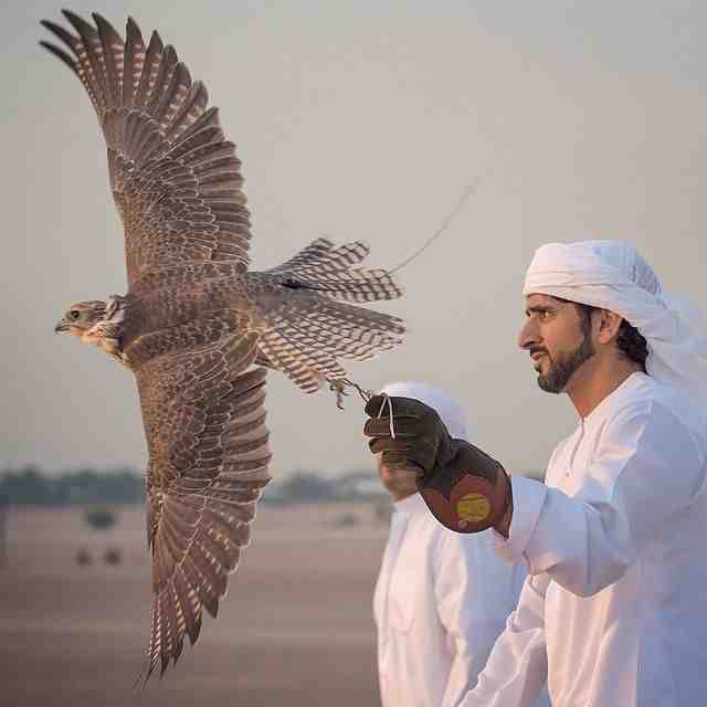 Falcon Photography Dubai Desert
