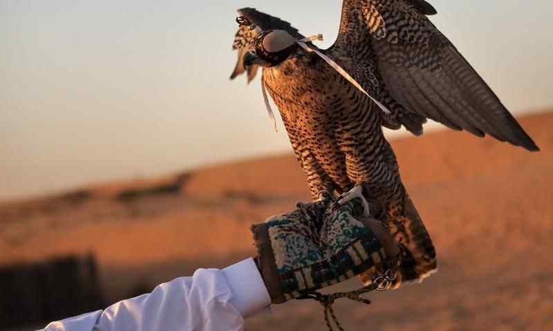 Falcon Photography Dubai Desert